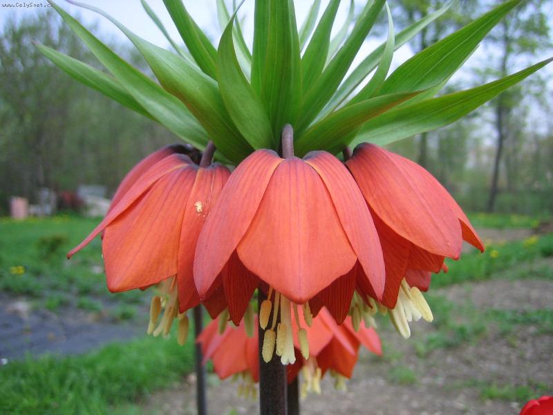 Foto: Lilie-Vyfocena, rozkvetlá lilie.