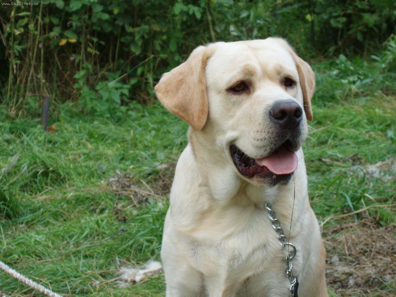 Foto: Náš miláček-Tímto pohledem hledí vždy na psí kamarádky :-)