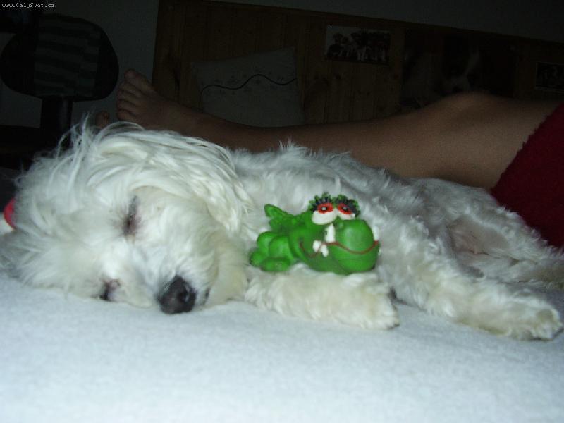 Foto: Bez své hračky neusnu....