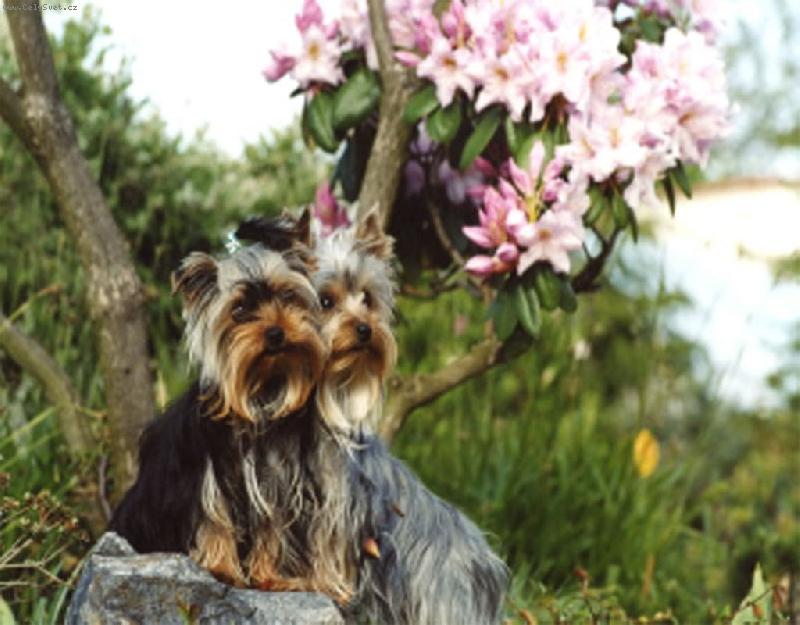 Foto: Láska-Katty a Tomášek