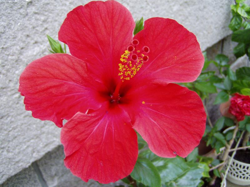 Foto: Ibišek-babičky chlouba