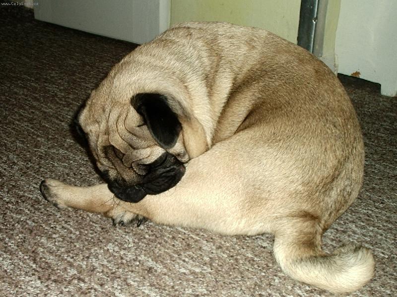 Foto: Eddy a Noha-Jóga....:)