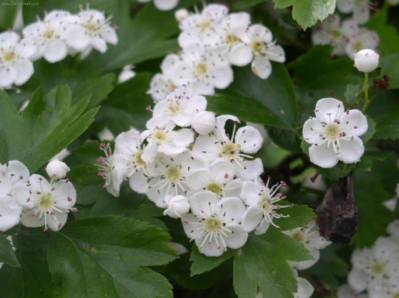 Foto: kvetoucí hloh