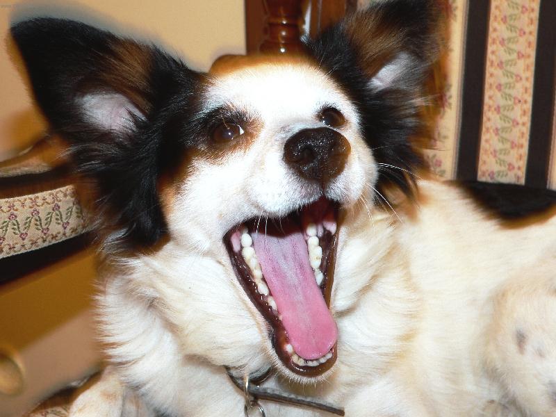 Foto: A takhle umím zívat-Panasonic FZ20