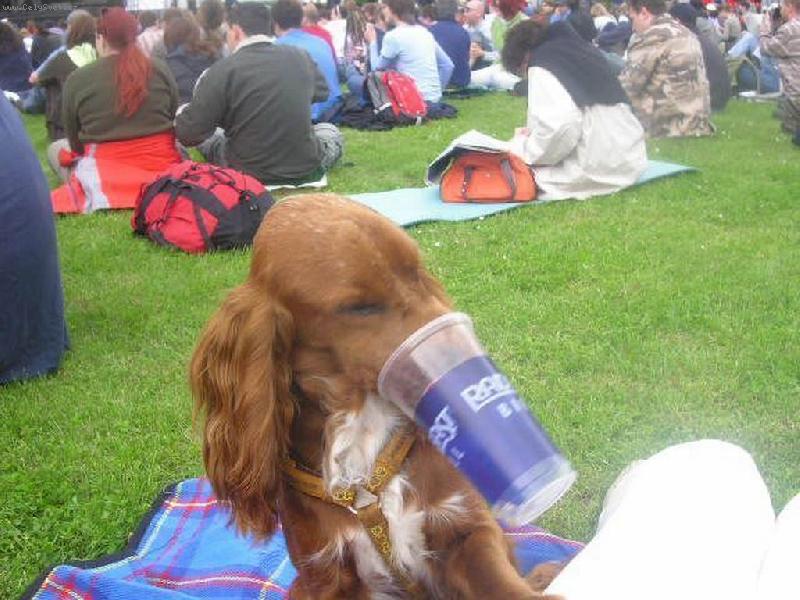 Foto: Žízeň je veliká-I pes má rád pivo