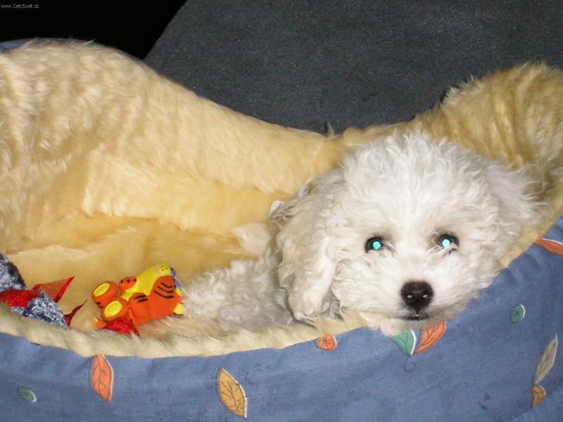 Foto: mazliček-tak toto som ja