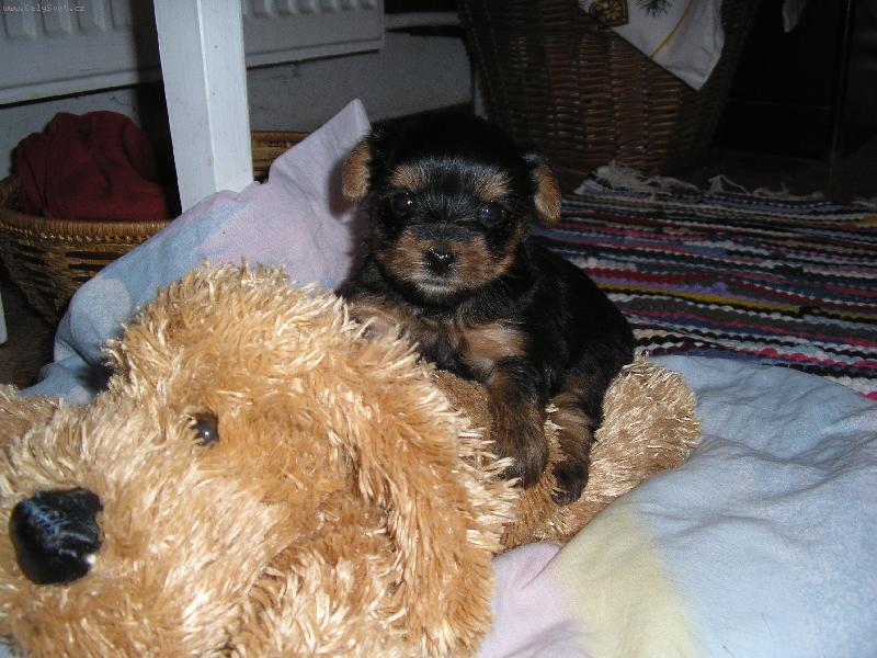 Foto: štěńátko-jedno z 5 Peggynčiných štěńátek..... :-)