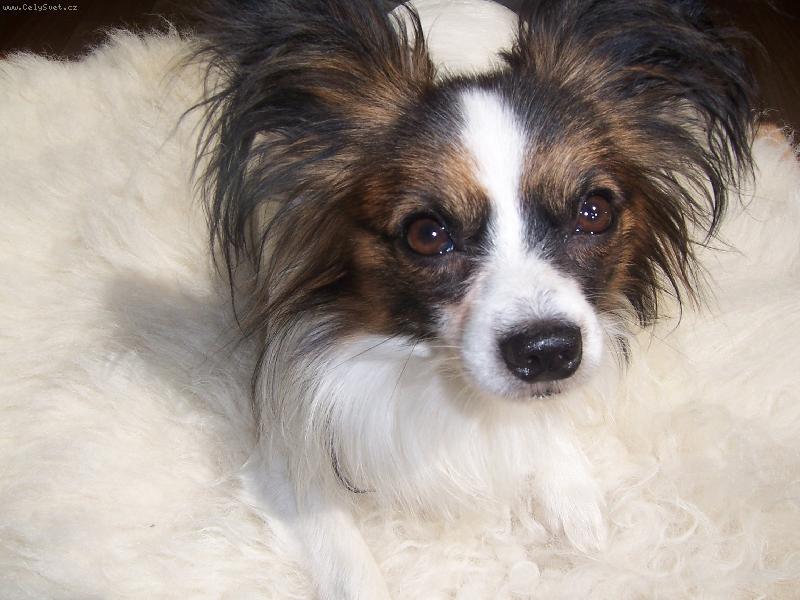 Foto: Kolumbus-ušatý pejsek se zářivýma očima