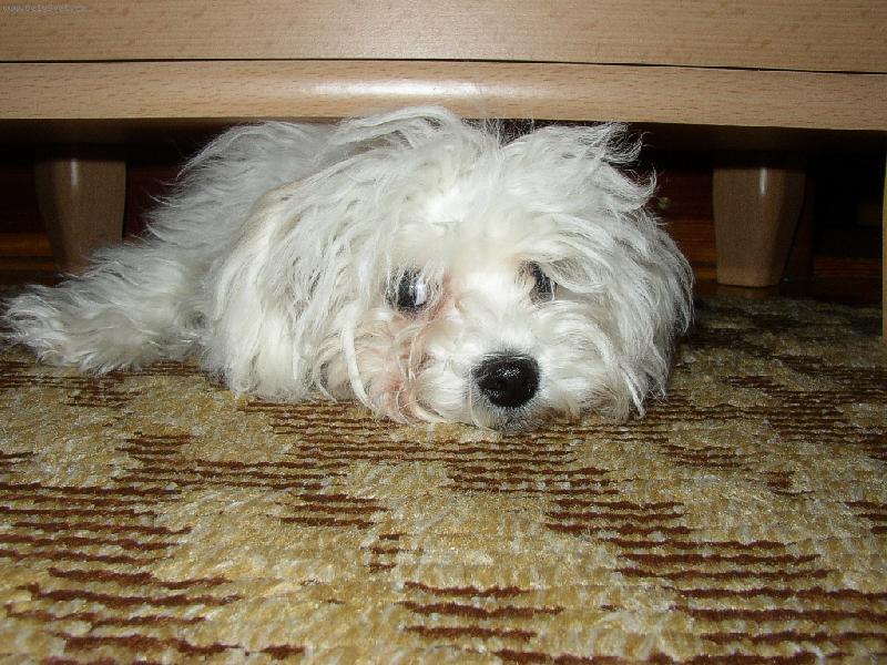 Foto: zora-že mě nenajdeš!