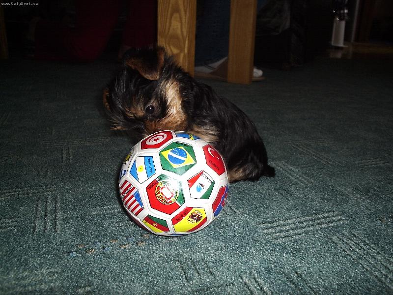 Foto: Sárinka-Sárinka a její míček :)