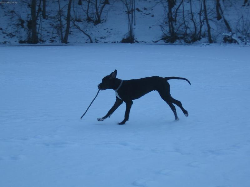 Foto: APORT-NEBOJTE TO NENÍ SLEPECKÁ HŮL....TO JE MŮJ APORT:-)