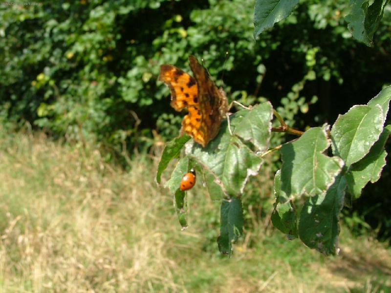 Foto: Malí kamarádi-Přátelství ani v hmyzí říši nemá meze...
