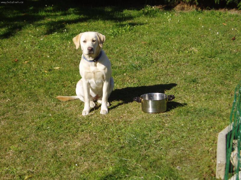 Foto: Taky má váš pes ten výraz to není moje......-Nevím kde se tu ten hrnec vzal