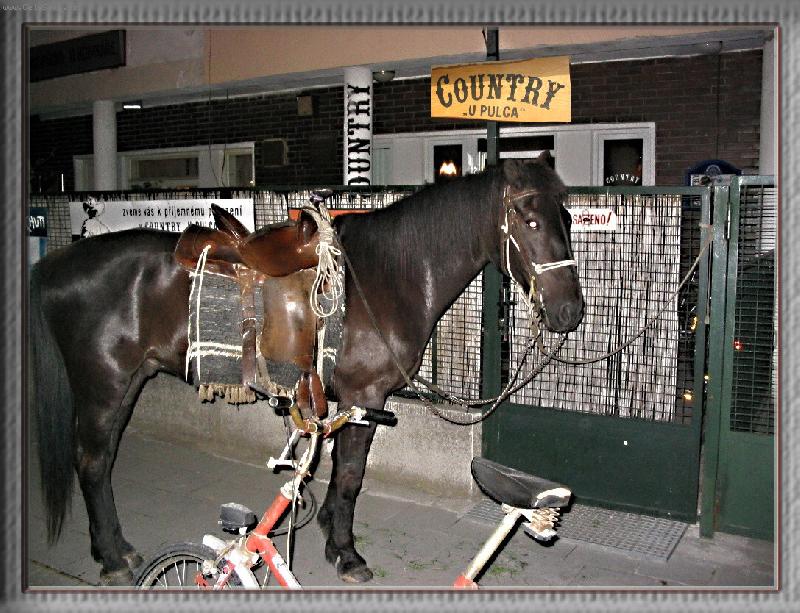 Foto: I TAK SE DÁ PARKOVAT.......-ZAPARKOVANÝ KŮŇ U COUNTRY BARU