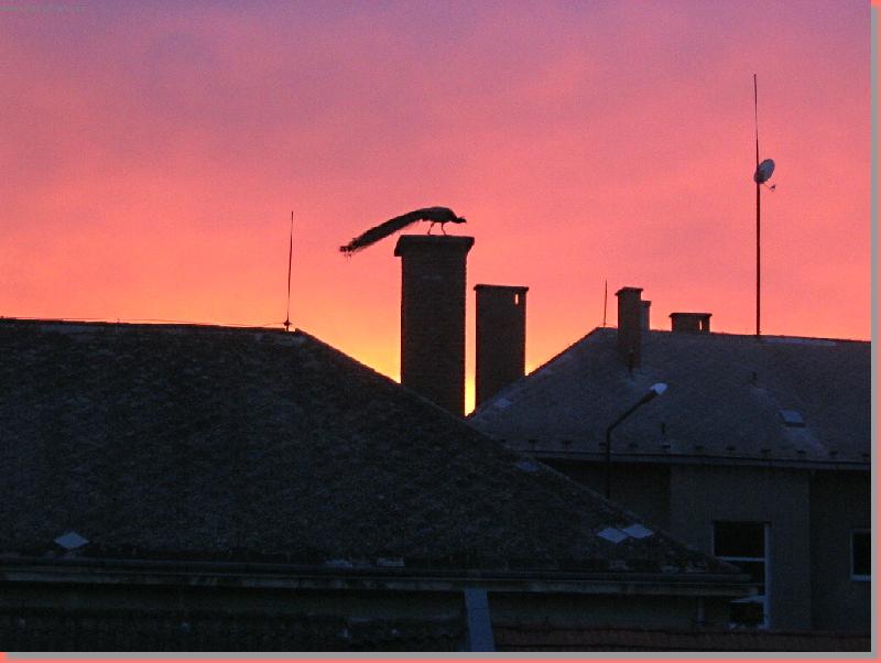 Foto: P Á V-SILUETA PÁVA - SVÍTÁNÍ