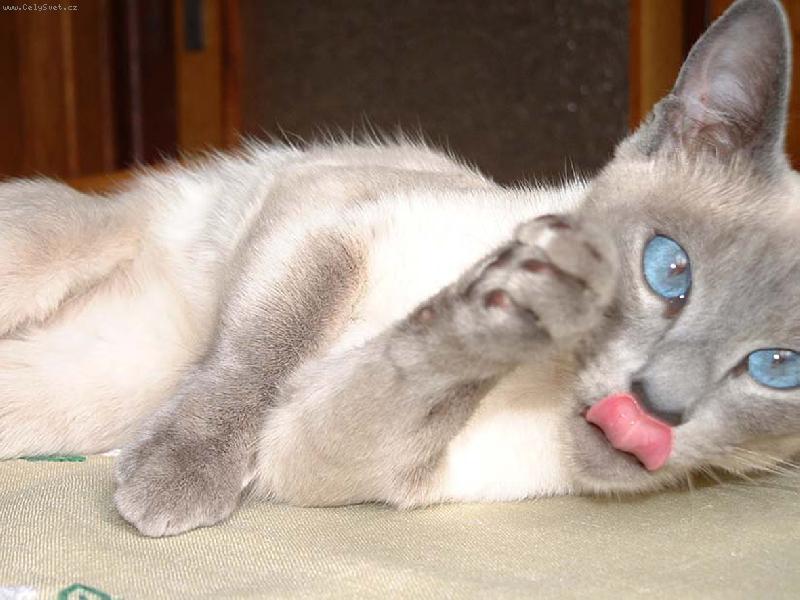 Foto: Zrcadlo, kdo je v zemi zdejší ze všech koček nejkrásnější....?Přece ty, Sněhurko!!!-Sněhurka