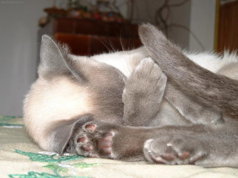 Foto: Odpočívám, nerušit!!!-Sněhurka