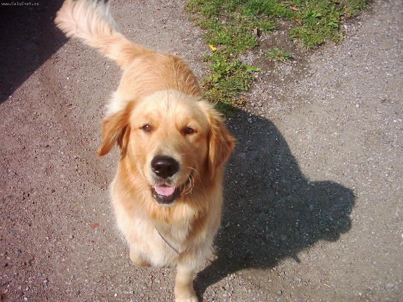 Foto: Maxík-kuk....slibovali mi že vyletí ptáček a ono nic...