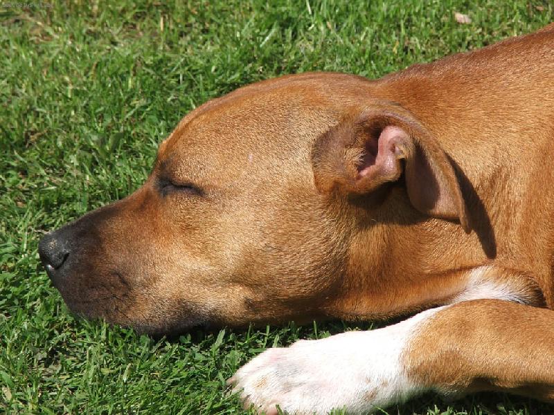 Foto: Spainek-ležící spící