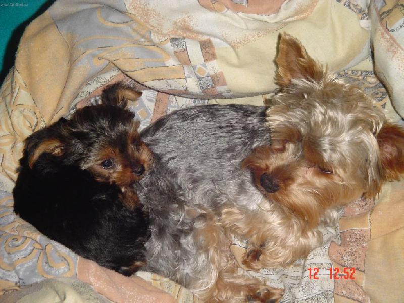 Foto: Mazlíčci-Jsme jak dva tuleni !