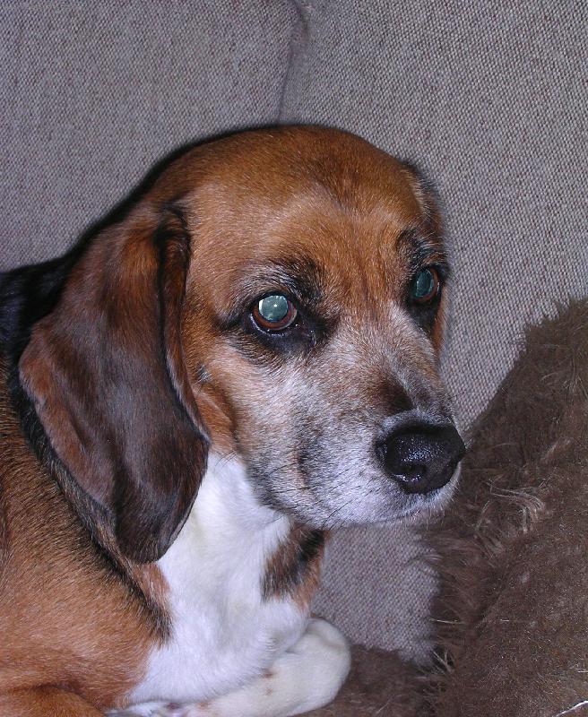 Foto: Naše Ája-nejmladší člen domácnosti ležící a bdící (náhodou)