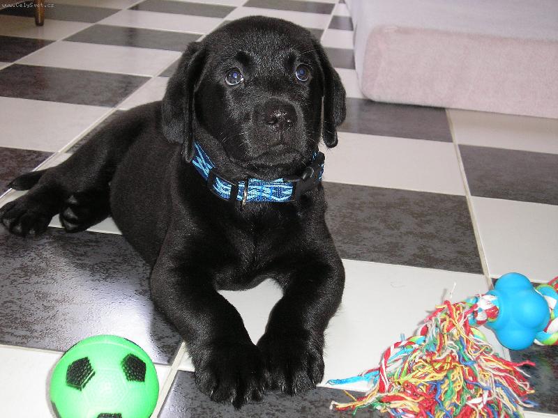 Foto: Arny - školák první třídy