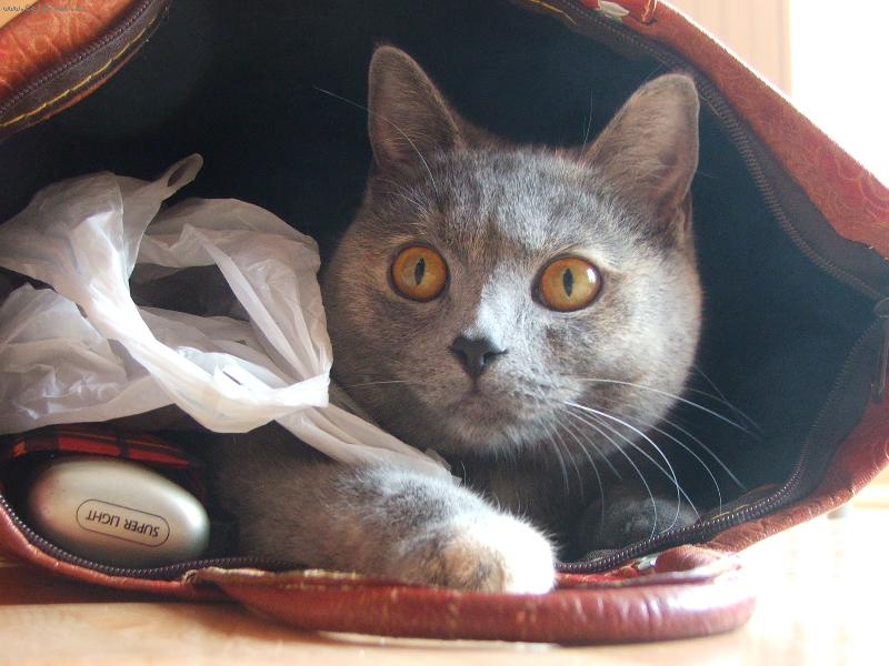 Foto: Všude dobře, v tašce nejlíp :)