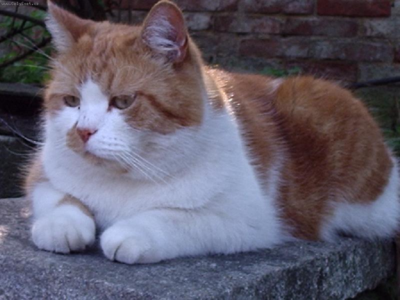 Foto: Lenošení Macíka