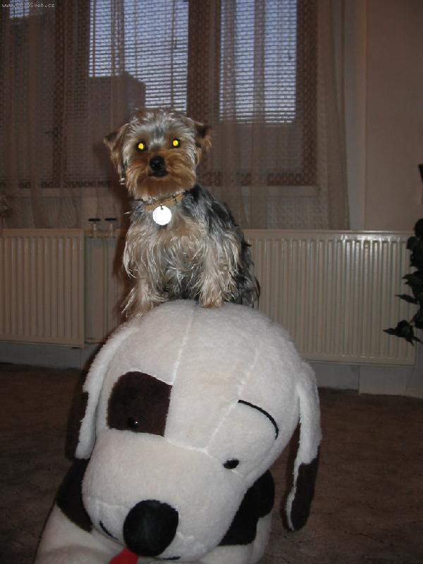 Foto: Jerry-návštěva  z   kosmu-Hrátky   Yorkšíra  neznají   hranic