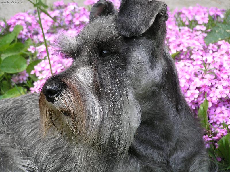 Foto: Daisynka je zkrátka modelka