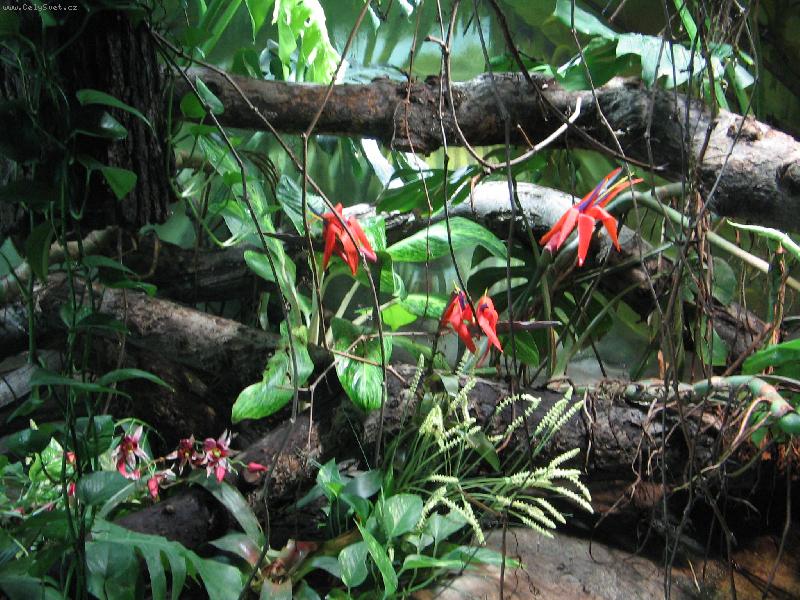 Foto: Trošku exotiky-V Brně v ZOO