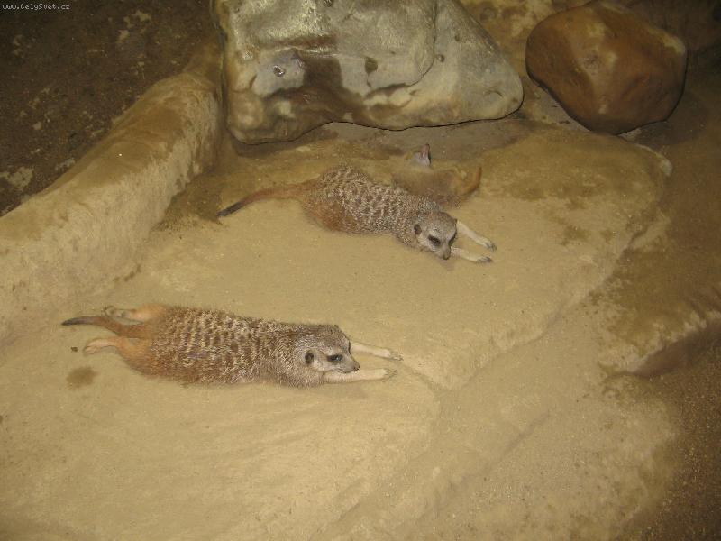 Foto: Leháro-mláďata surikat