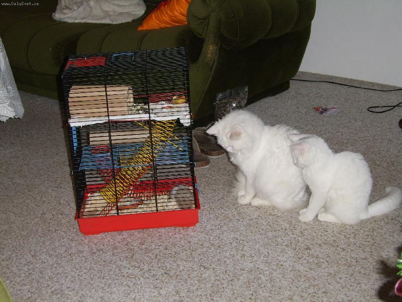 Foto: Neboj, jednou ti ho vyndám.