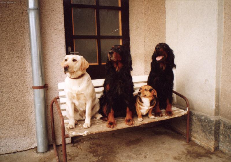 Foto: Psí smečka-Mona,Aida,Bobeš a Brit