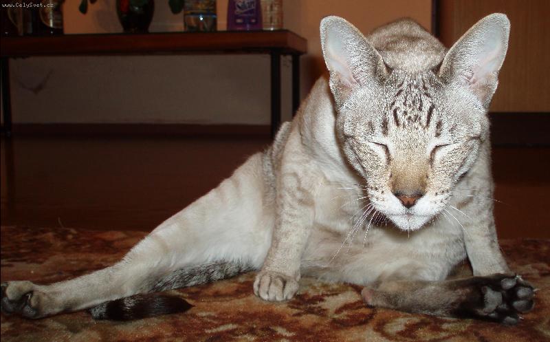 Foto: To jsem se ale unavila .....