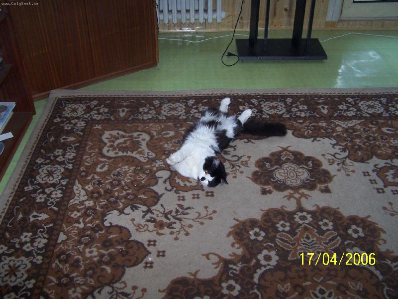 Foto: Nechte mě spát... prosím ...