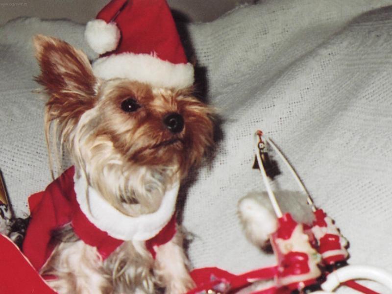 Foto: Laky-Vzpomínka na vánoce