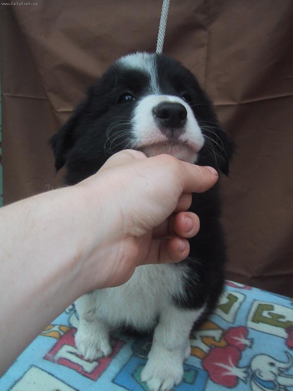 Foto: Jack se nechce fotit:-(-Náš odchov.