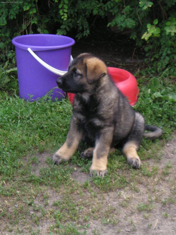 Foto: zákoutí zahrady-štěňátko v zahradě
