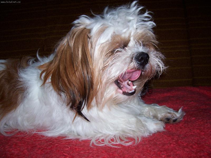 Foto: Jsem unavený-Dzejtý  zrovna zíva