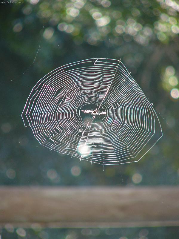 Foto: Pavucina v lese