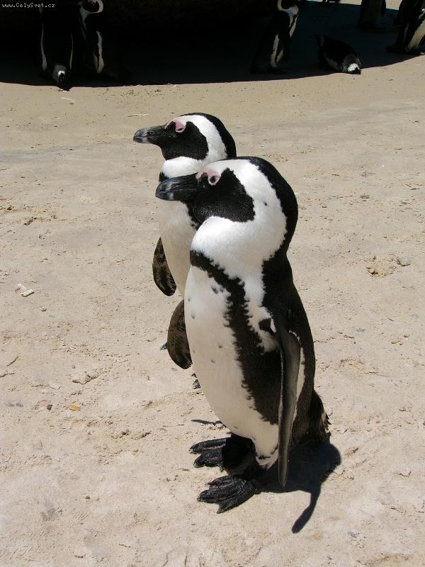 Foto: Tucnaci se maji radi