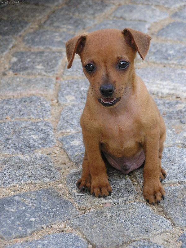 Foto: maličký model Tedísek