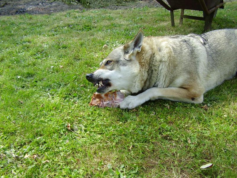 Foto: pozor!tohle jsem si ulovila JÁ!