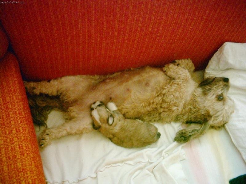 Foto: Štěnátko s maminkou-Adéla a Amálka