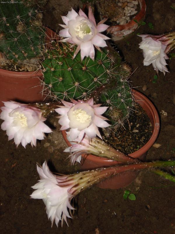 Foto: květy-rozkvetlá nádhera