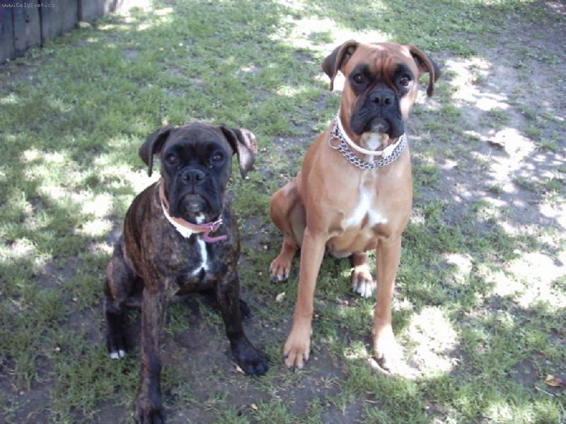 Foto: Ajla a Dína-Páničko dělej fo,my takhle věčně sedět nebudem.