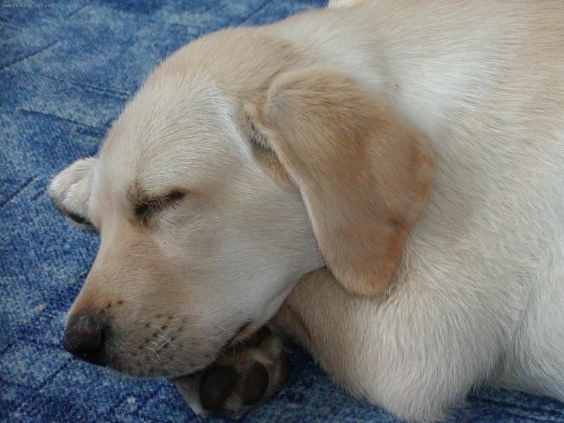 Foto: Sladké sny-utahaný Charlie