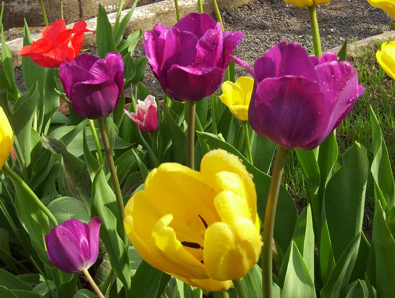 Foto: Záhon tulipánů-Balzám pro oko i duši...