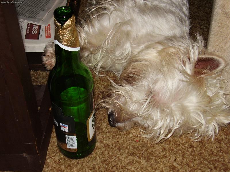 Foto: Po flámu-Miluju chlazenou Plzeň